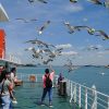 Tour Busan - Trải Nghiệm Tầu Điện Ven Biển | ATOZ TOUR