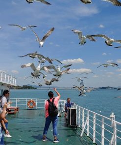 Tour Busan - Trải Nghiệm Tầu Điện Ven Biển | ATOZ TOUR