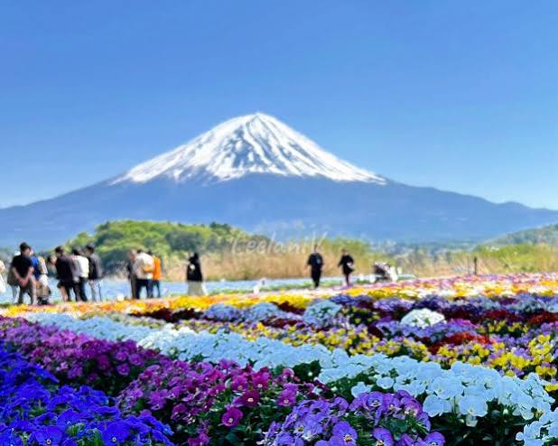 Tour Osaka - Kyoto Nagoya - Núi Phú Sỹ - Tokyo | ATOZ TOUR