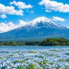 Tour Osaka - Kyoto - Phú Sĩ - Tokyo | ATOZ TOUR