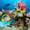Tour Cairo - Bahariya - Luxor - Biển Đỏ - atoztour - 2