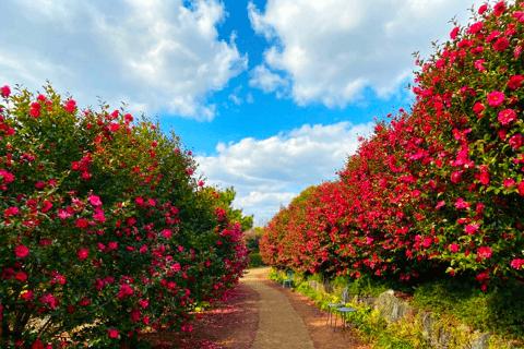 Tour Seoul – Jeju – Nami – Camellia Hill - Ngắm Hoa - atoztour - 2