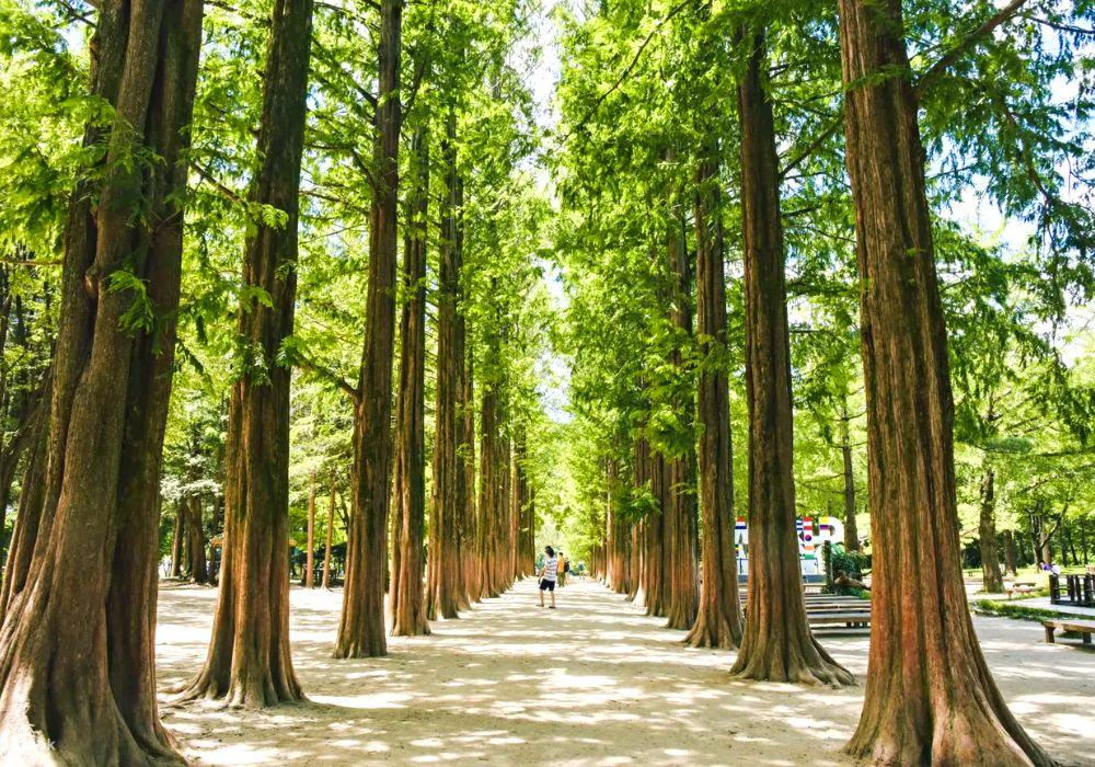 Tour Seoul – Jeju – Nami – Camellia Hill - Ngắm Hoa - atoztour - 5
