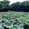Tour Biển Cửa Lò – Nghệ An Làng Sen Quê Bác - atoztour - 3