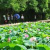 Tour Biển Cửa Lò – Nghệ An Làng Sen Quê Bác - atoztour - 1