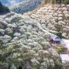 Tour Hà Nội - Mộc Châu - Tà Xùa - Hà Nội - atoztour - 2