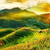 Tour Hà Nội – Đồi Chè Thanh Sơn – Mù Cang Chải – Hà Nội - atoztour - 5