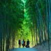 Tour Hà Nội - Đồi Chè Thanh Sơn - Mù Cang Chải | ATOZ TOUR